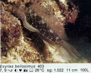 Exyrias belissimus